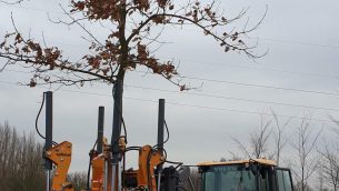 przesadzanie-drzew-kolidujacych-z-inwestycja