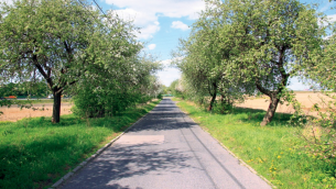 Fot. 3. Kwitnące stare jabłonie przy lokalnej starej drodze w miejscowości